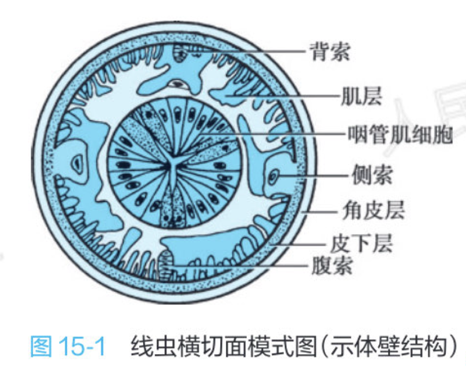 nematode体壁.png