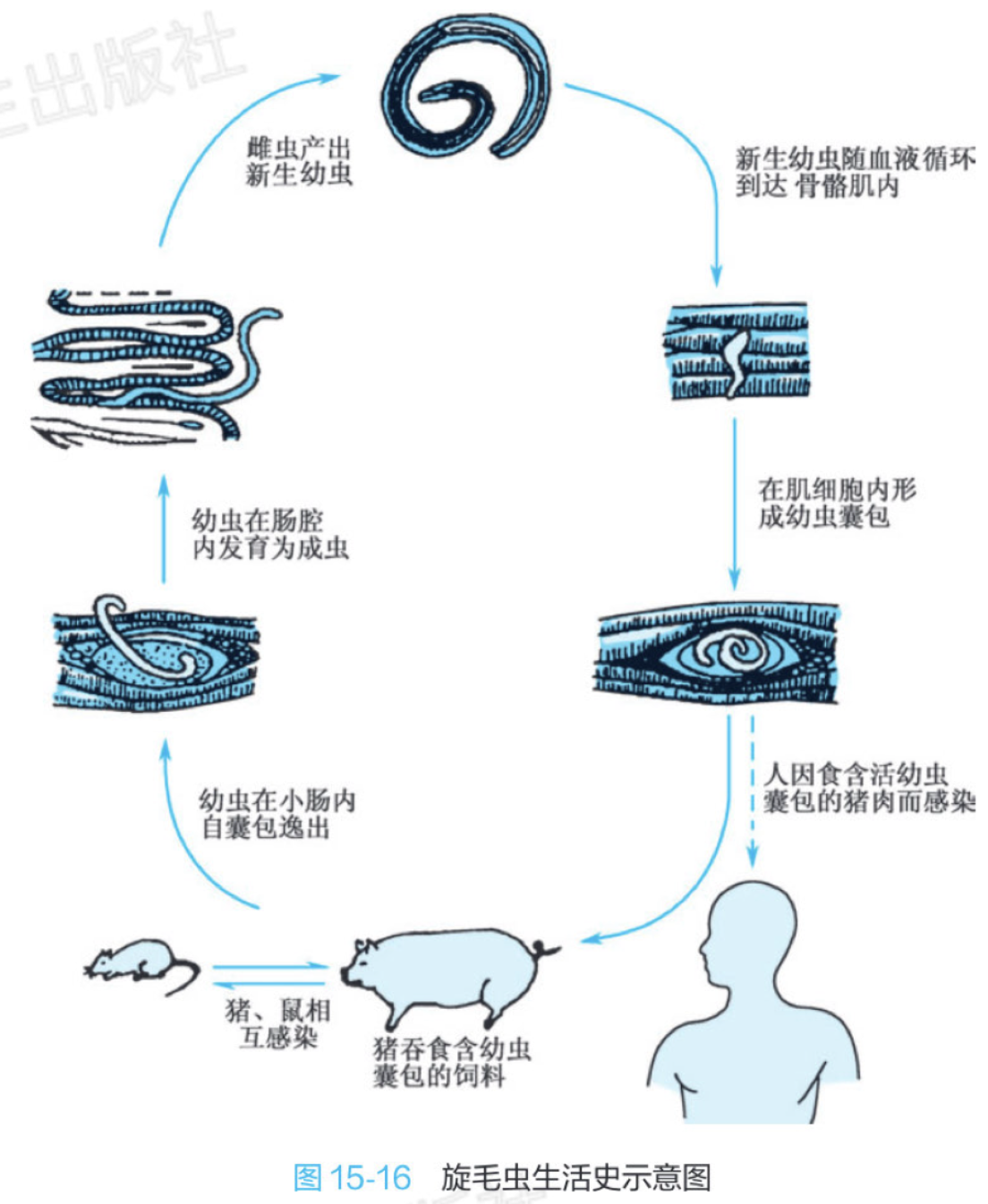 旋毛虫生活史2.png