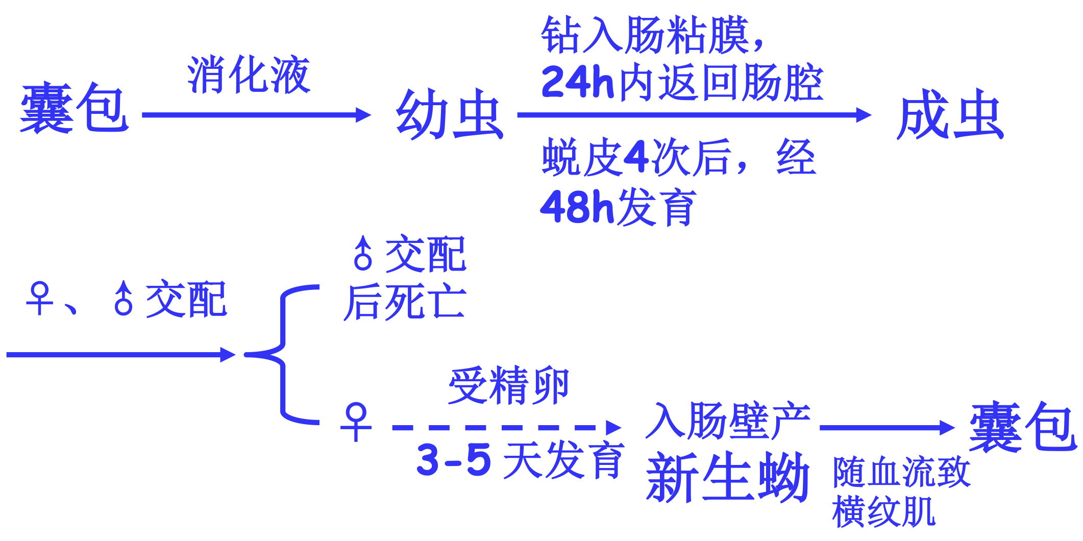 旋毛虫生活史ppt图.png