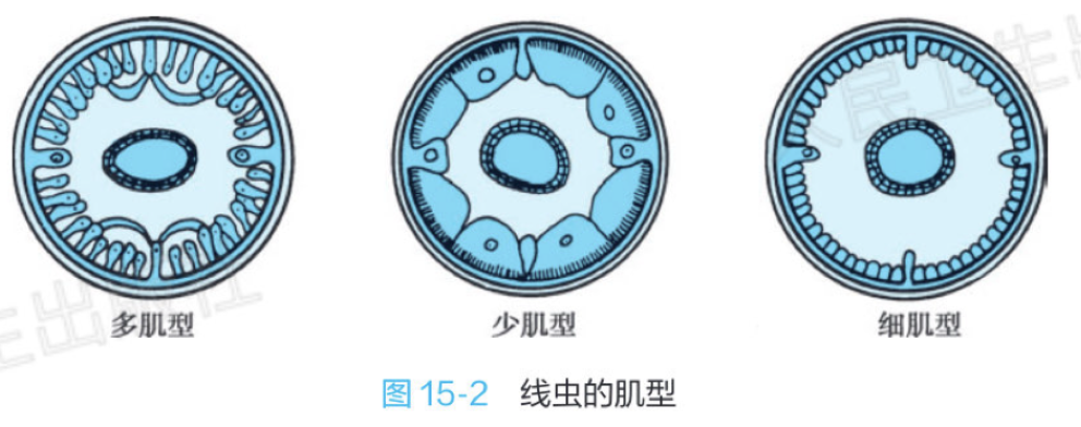 线虫的肌型-rw.png